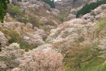 奈良＿桜.jpg